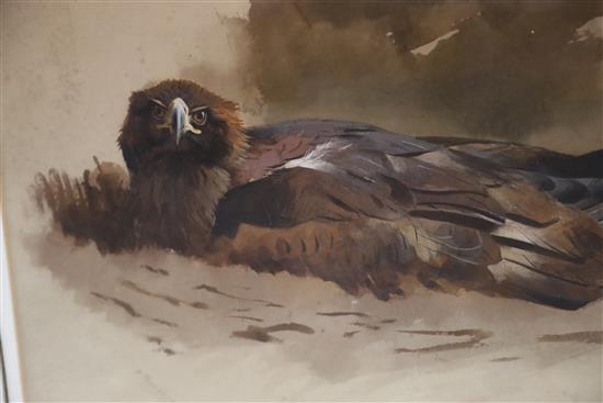 Archibald Thorburn (1860-1935) Eagle sitting on nest 11 x 16.5in.